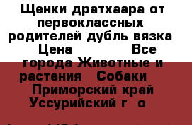 Щенки дратхаара от первоклассных  родителей(дубль вязка) › Цена ­ 22 000 - Все города Животные и растения » Собаки   . Приморский край,Уссурийский г. о. 